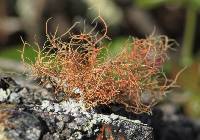 Usnea rubicunda image