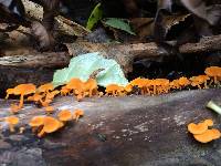 Favolaschia calocera image