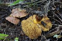 Suillus lakei image