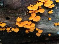 Favolaschia calocera image