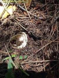 Amanita velosa image