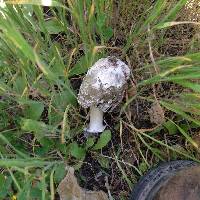 Coprinus comatus image