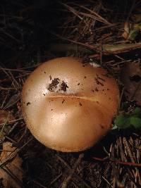 Amanita velosa image