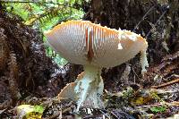 Amanita muscaria image