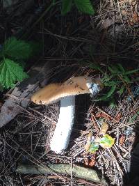 Amanita velosa image