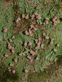 Baeomyces heteromorphus image