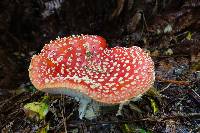 Amanita muscaria image