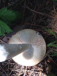 Amanita velosa image