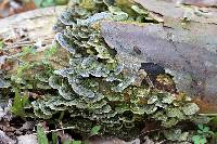 Trametes versicolor image