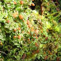 Cladonia caespiticia image