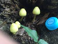 Leucocoprinus birnbaumii image