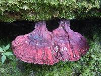 Ganoderma tsugae image