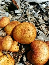 Gymnopilus thiersii image