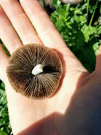 Psathyrella longipes image