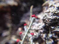 Cladonia macilenta image