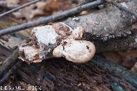 Fomitopsis betulina image