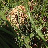 Morchella americana image