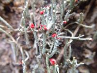 Cladonia macilenta image