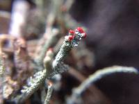 Cladonia macilenta image