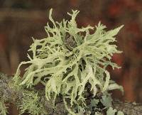 Evernia prunastri image