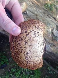 Polyporus squamosus image