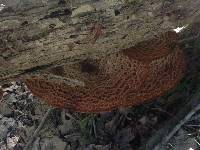 Polyporus squamosus image