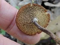 Polyporus brumalis image