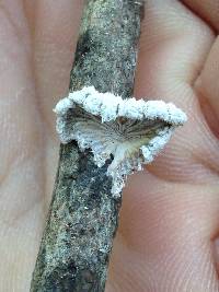 Schizophyllum commune image