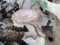 Polyporus brumalis image