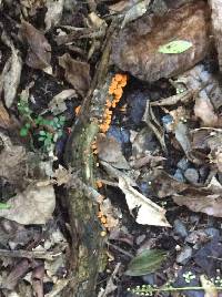 Favolaschia calocera image