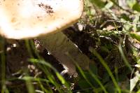 Amanita velosa image