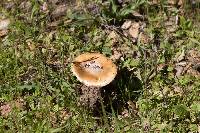 Amanita velosa image