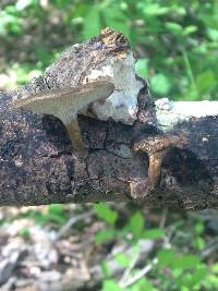 Polyporus arcularius image