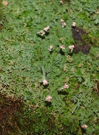 Baeomyces heteromorphus image