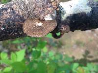 Polyporus arcularius image