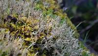 Cladonia furcata image