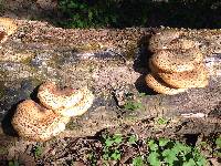 Polyporus squamosus image