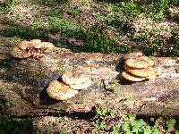 Polyporus squamosus image