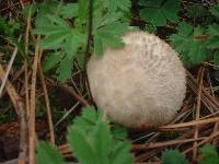 Lycoperdon perlatum image