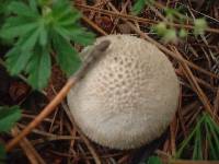 Lycoperdon perlatum image