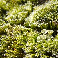 Cladonia pyxidata image