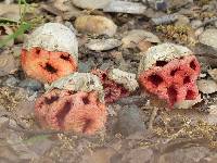 Clathrus ruber image