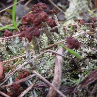 Cladonia subcariosa image