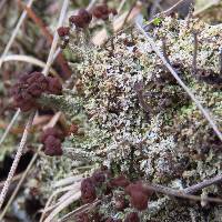 Cladonia subcariosa image