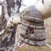 Fomes fomentarius image