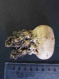 Scleroderma bovista image