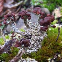 Cladonia subcariosa image