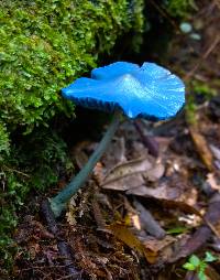 Entoloma hochstetteri image