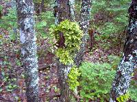 Lobaria pulmonaria image