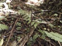 Cordyceps robertsii image